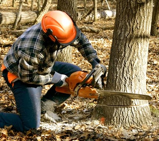 Tree Removal in Moro, AR